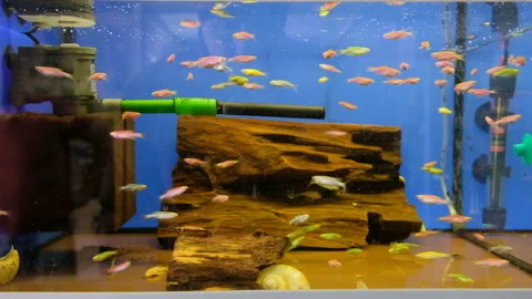 Colorful fish in an aquarium at a pet store Stock Footage