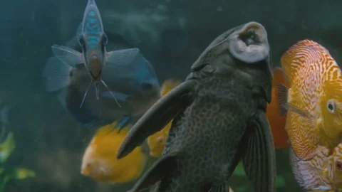 Colorful fish close-up Stock Footage 73544310