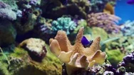 Colorful Fish On Coral Reef Stock Footage