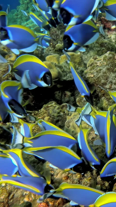 Colorful fish dance gracefully in tranquil underwater world Stock Footage 299401450