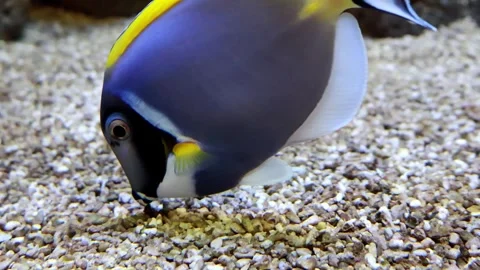Colorful fish explores the sandy ocean floor in a vibrant underwater world 스톡 동영상 295299381