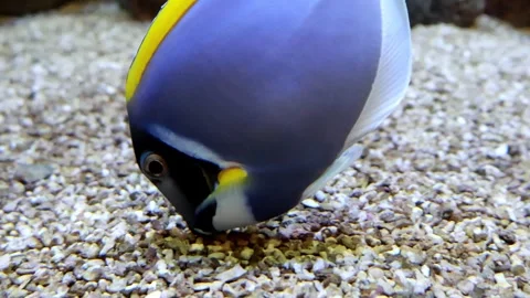 Colorful fish exploring the sandy aquarium floor in vibrant underwater display 스톡 동영상 295299280