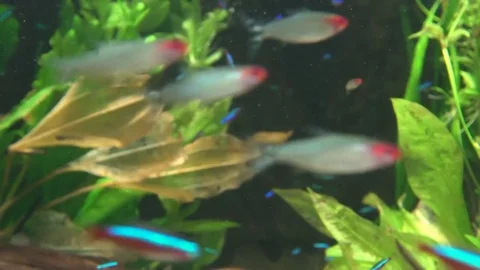 Colorful Fish Video stock 77885050