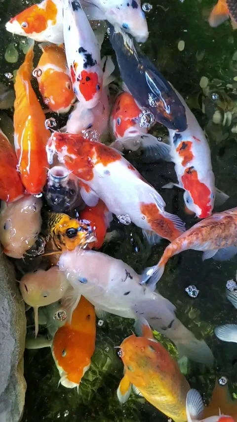 Colorful fish 库存影片 154113585