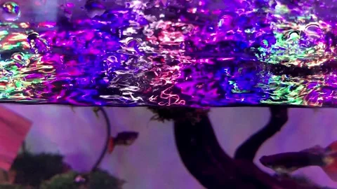 Colorful fish Stock Footage 171053589