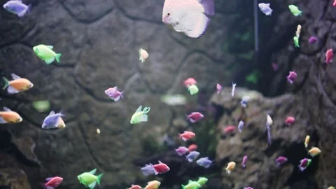 Colorful fish. Stock Footage 254582258