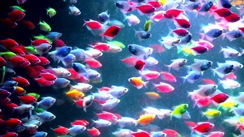 Colorful fish Stock Footage 293146844
