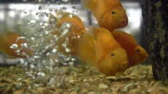 Sad fish with glasses, Stock Video