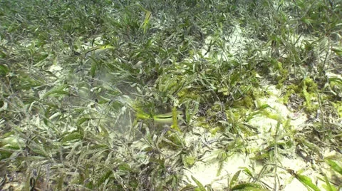 Colorful Fish in green algae Stock Footage 24254853