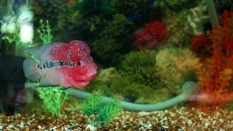 Colorful fish inside the aquarium. Stock Footage