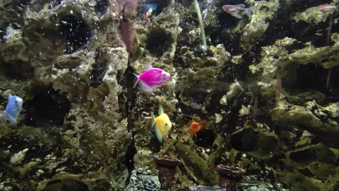 Colorful fish inside of a nicely decorated  aquarium Stock Footage 169884590