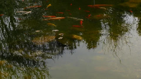 Colorful fish in lagoon Video stock 50295956