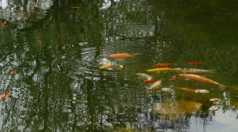Colorful fish in lagoon Vídeo Stock 50296599