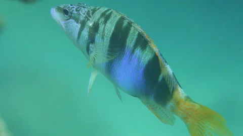 Colorful Fish is Moving Its Side Fins Slowly Close Up Underwater Stock Footage 145898488