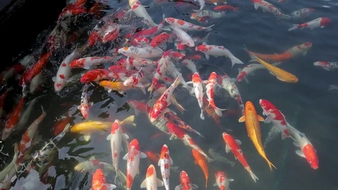 Colorful fish in the pond Stock Footage 128282983