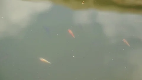 Colorful fish swim in a pond on the surface of the water. Stock Footage 101840078