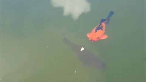 Colorful fish swim in a pond on the surface of the water. Stock Footage 101840095