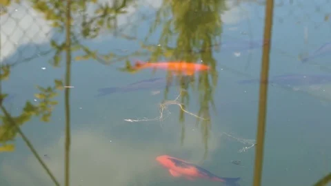 Colorful fish swim in a pond on the surface of the water. Stock Footage 101840116