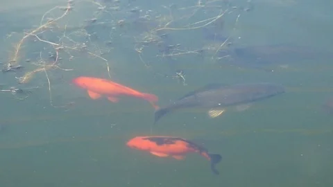 Colorful fish swim in a pond on the surface of the water. Stock Footage 101840140