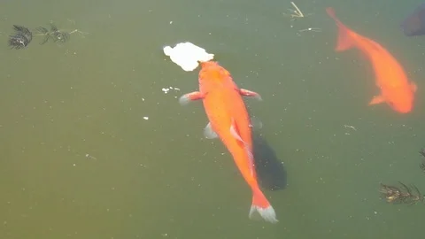 Colorful fish swim in a pond on the surface of the water. Stock Footage 101840174