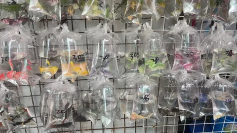 Colorful fish swimming inside plastic bags filled with water, displayed for sale Stock Footage 313201459