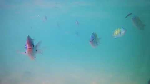 Colorful fish underwater Stock Footage 73681701