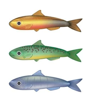 Colorful fish vector illustration Illustrazione stock