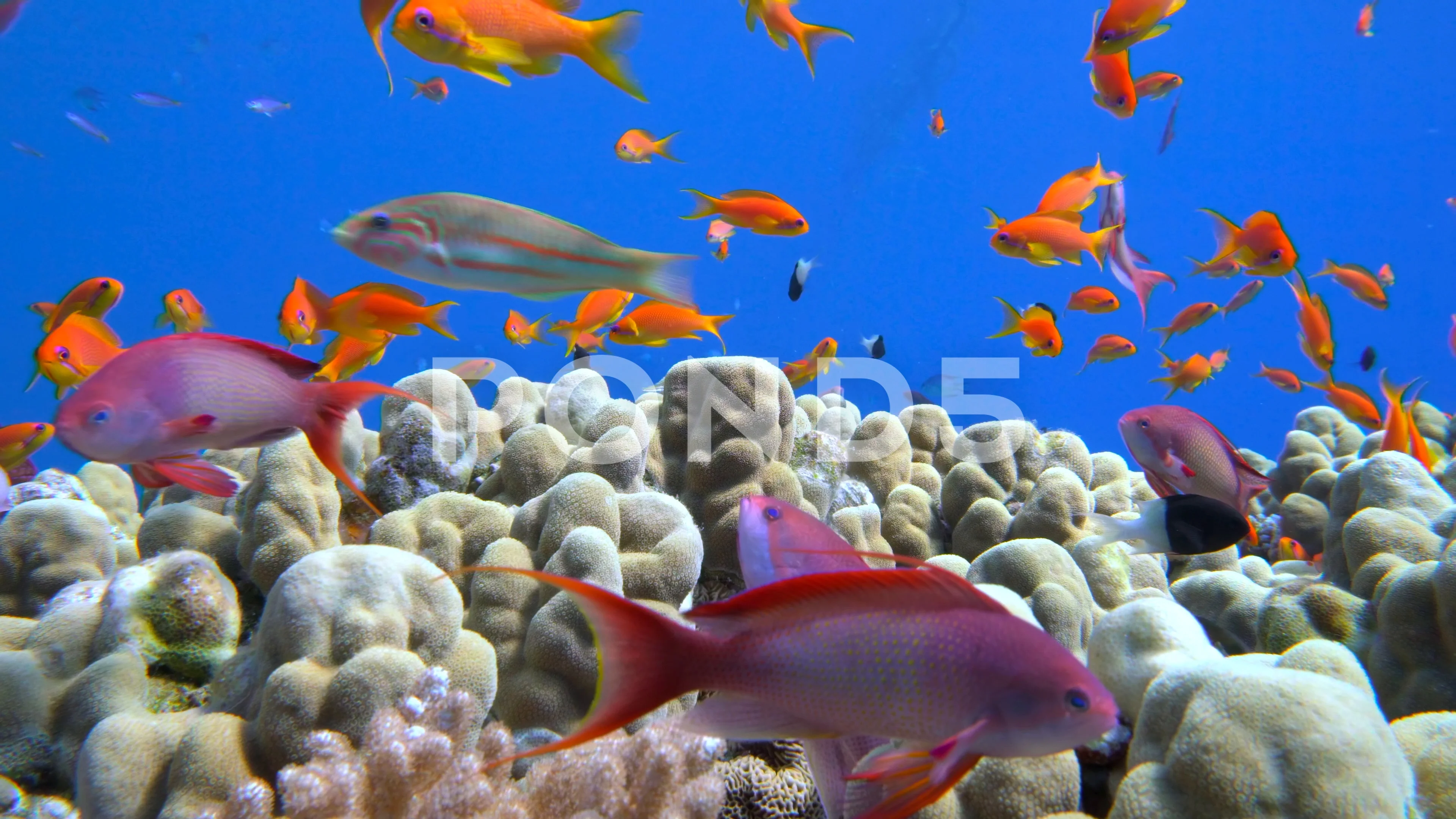 Why Are Reef Fish Colorful