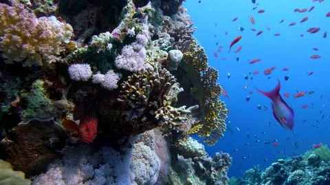 Colorful Fish on Vibrant Coral Reef and diver. Red sea. Egypt Stock Footage