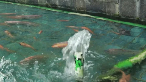 Colorful fish(4) Video stock 297245324