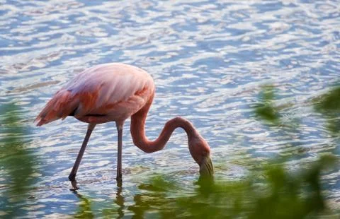 Colorful flamingo in Galapagos Stock Photos