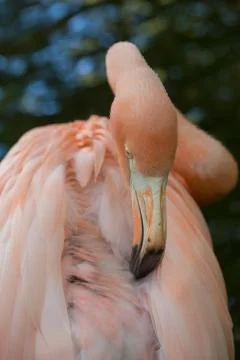 Colorful Flamingo slopping Stock Photos