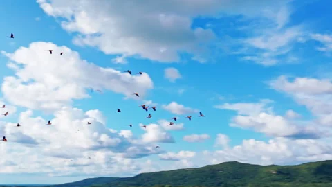 Colorful flock of parrots gliding through the open sky, showcasing natural Stock-Footage 333813872