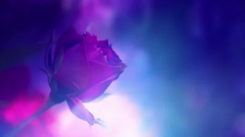 Colorful Floral Art Background Loop Vidéo 139381945