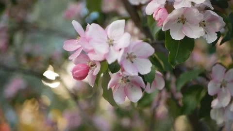 Colorful floral spring background. Stock Footage 90004284