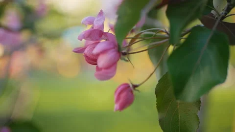 Colorful floral spring background. Video stock 90085477