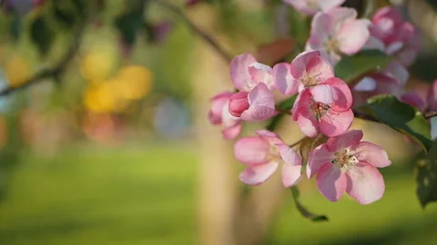 Colorful floral spring background. Stock Footage 90085928