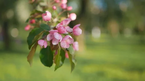 Colorful floral spring background. Video stock 90085938
