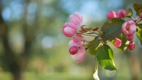 Colorful floral spring background. Stock Footage 90086679