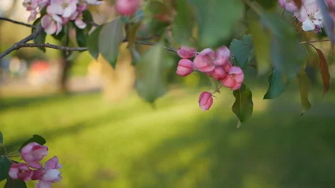 Colorful floral spring background. Stock Footage 90087787