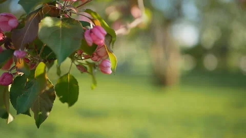 Colorful floral spring background. Stock Footage 90088199