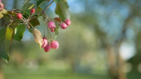 Colorful floral spring background. Video stock 90088217