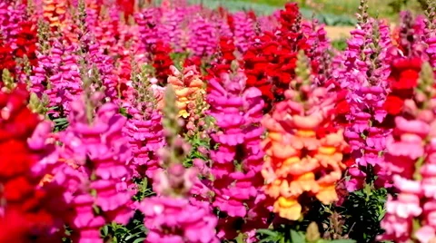 Colorful flower background Vídeo Stock 45950338