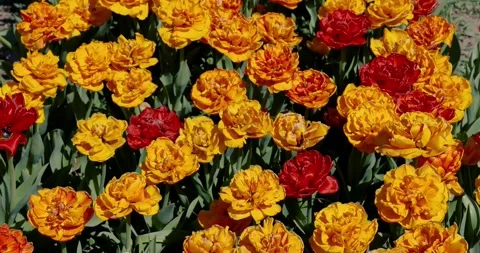 Colorful flower bed during spring time. Stock Footage 172451113