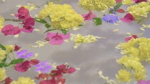 Colorful Flower Blooms Float on the Surface of a Pink Bathtub Stock Footage 74004602
