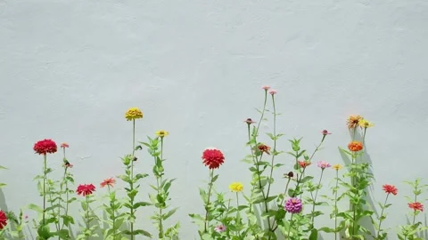 Colorful Flower Border on Light Gray Background with Copy Space Vídeos de archivo 337623181
