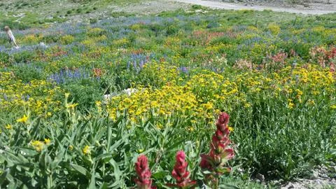 Colorful Flower Field Stock Photos
