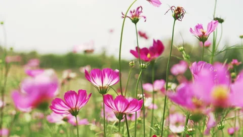 Colorful flower fields The camera moves through the sunset. Stock Footage 186925395
