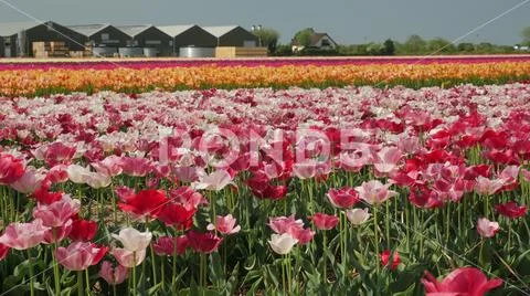 Colorful flower fields in Holland Stock Photos