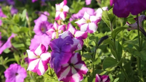 Colorful flower in the garden Stock Footage 80708221